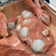 Illustration for article titled Dozens Of Dinosaur Eggs Unearthed By Chinese Road Workers